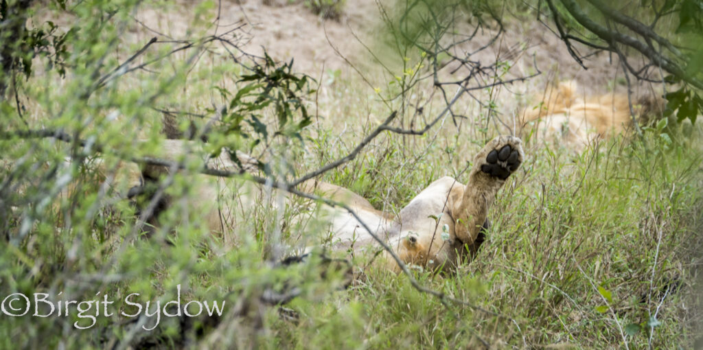 2022 ZA schlafende Löwen