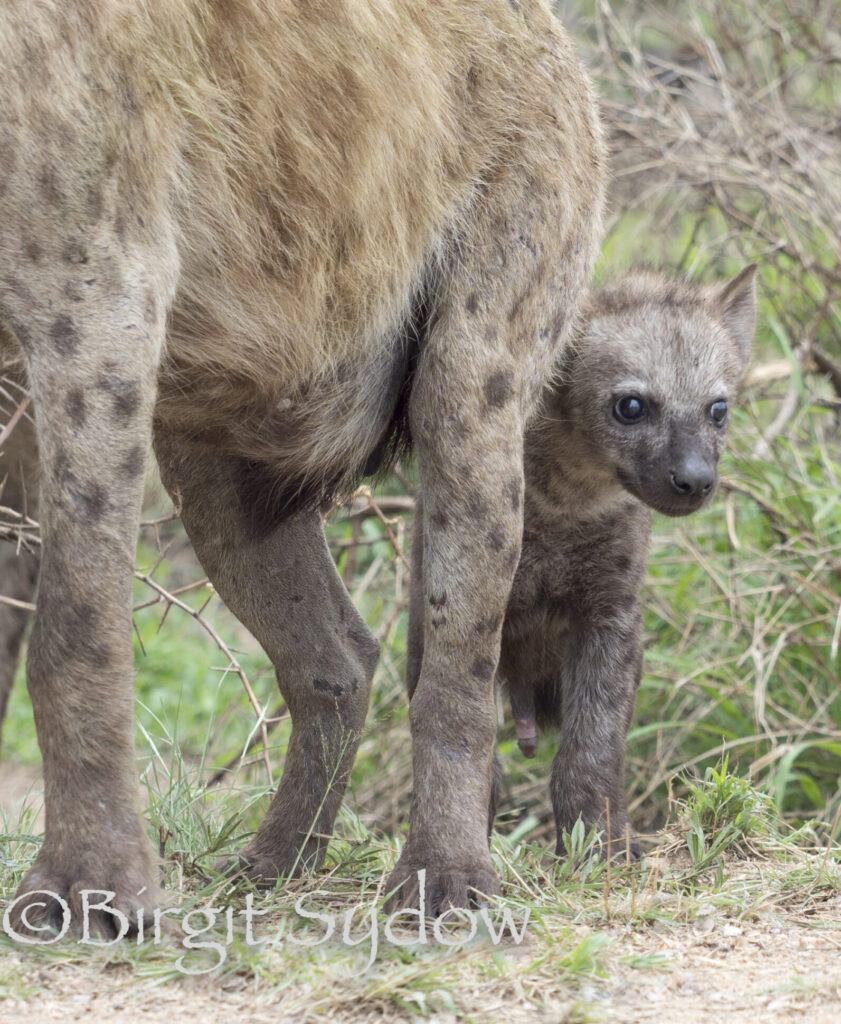 2022 ZA Tüpfelhyänen