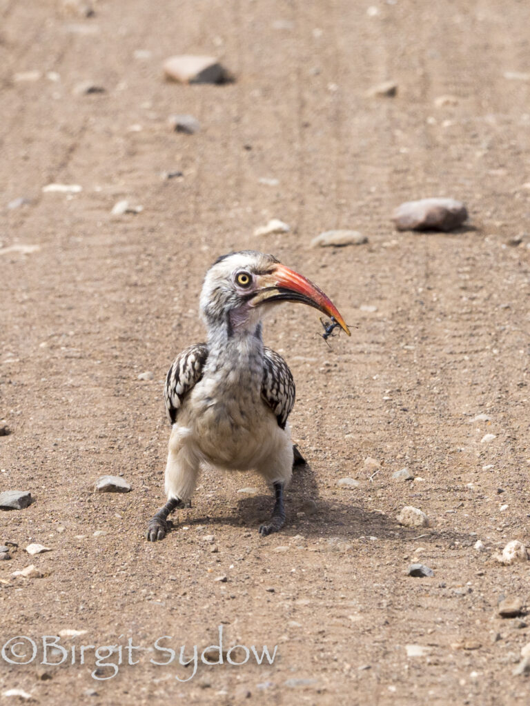 2022 ZA Rotschnabeltoko