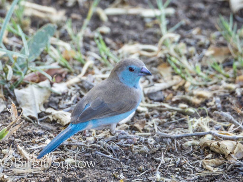 2022 ZA Blue Waxbill