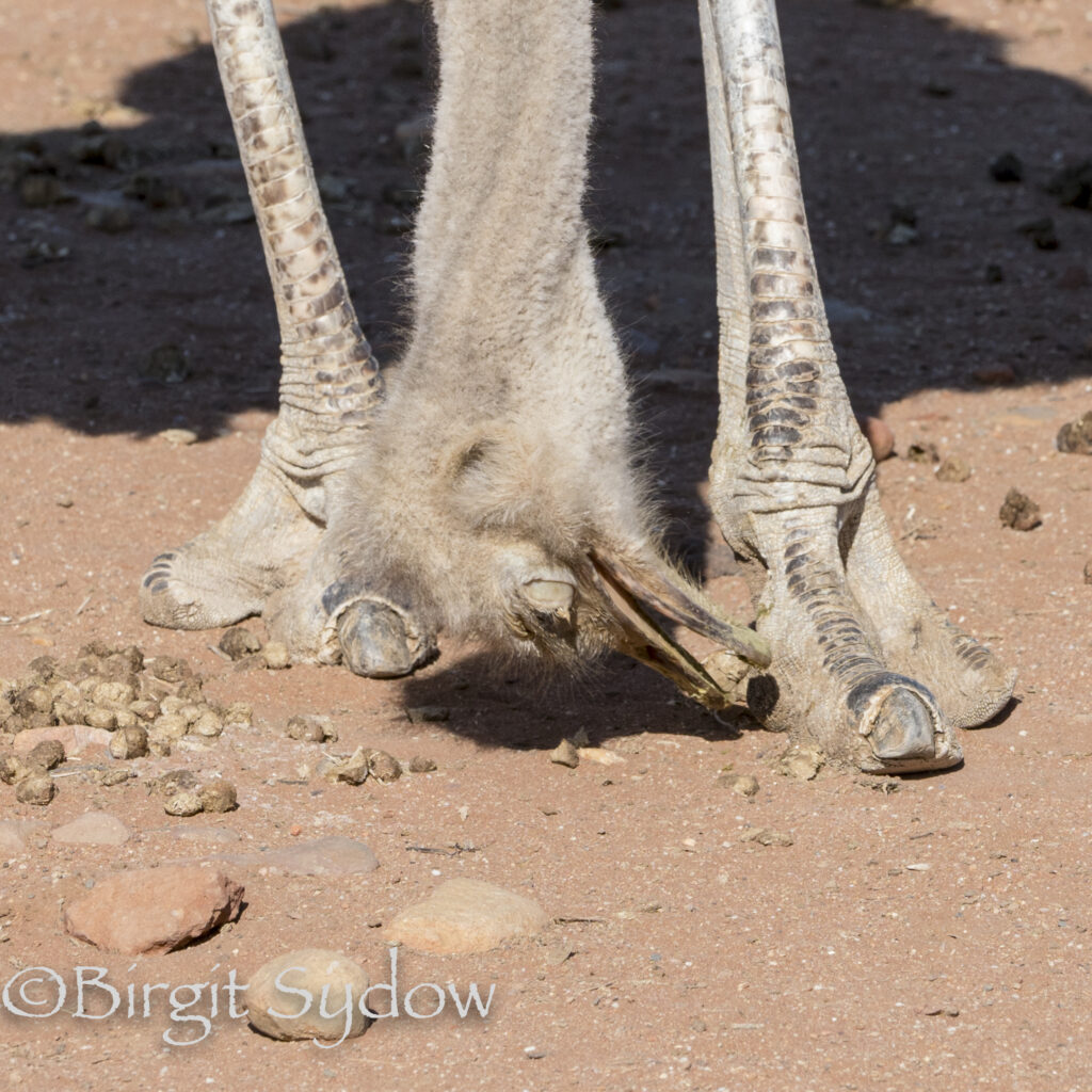 2022 ZA Straußenküken