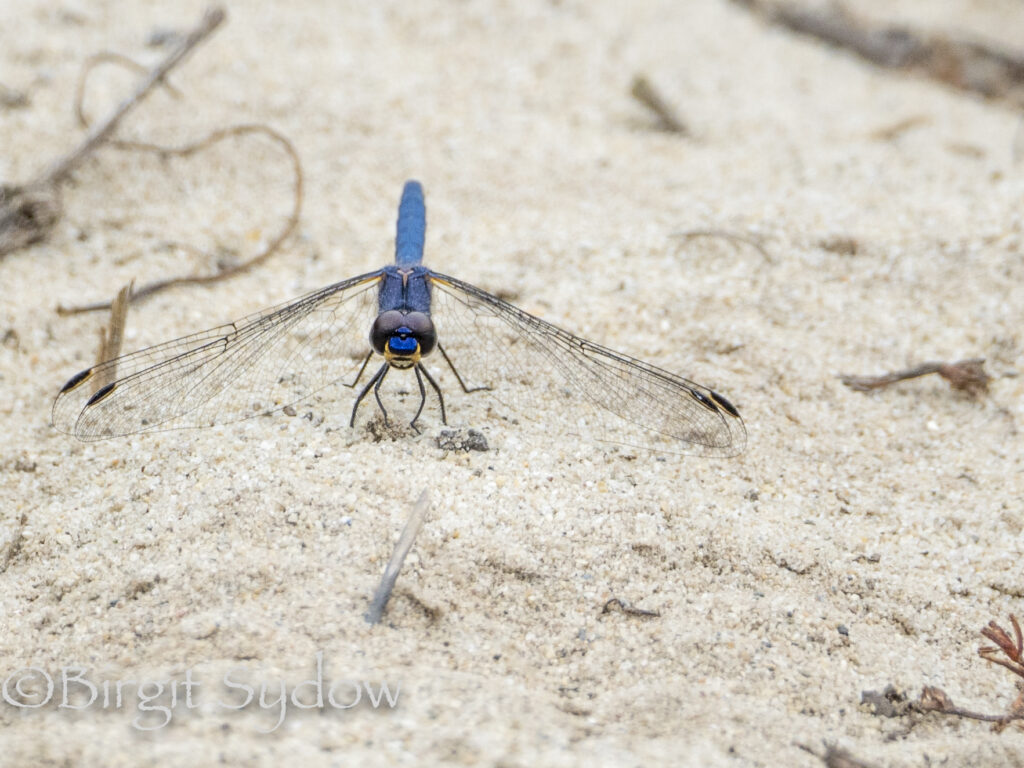 Navy Dropwing (Trithemis furva)