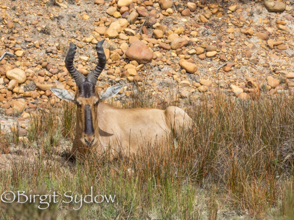 rote Kuhantilope - Red Hartebeest