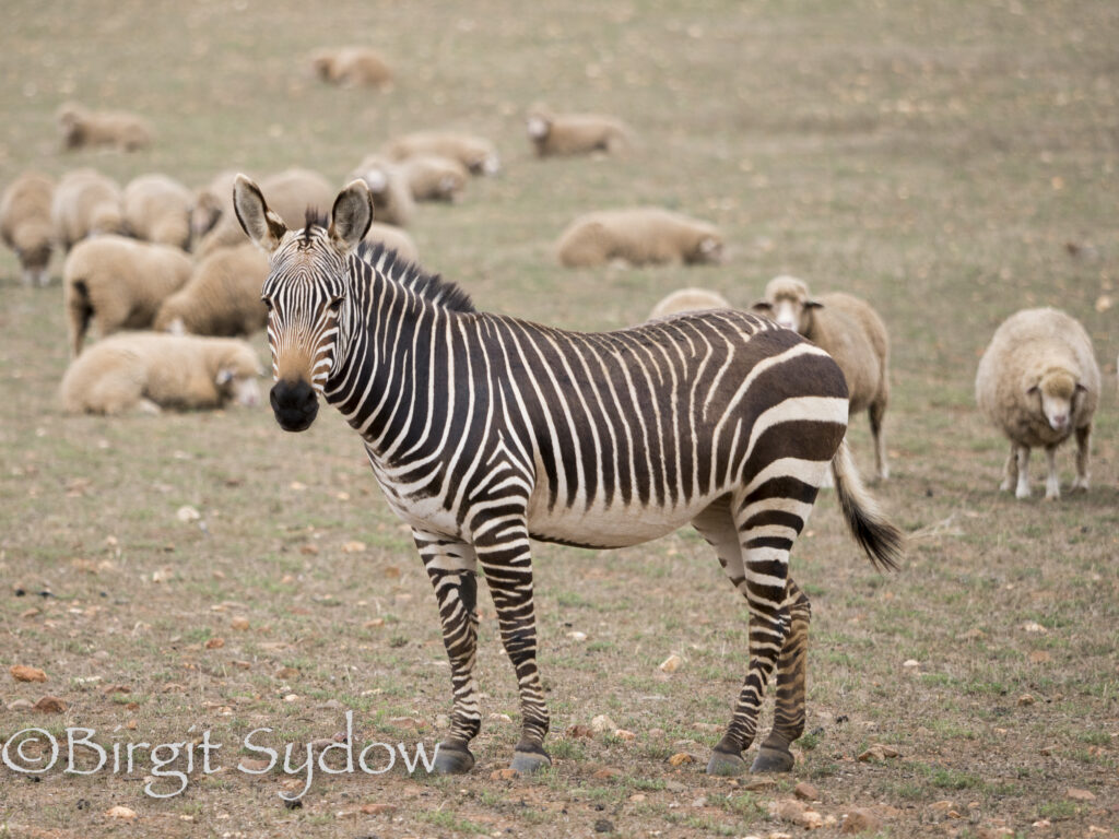 Mountain Zebra