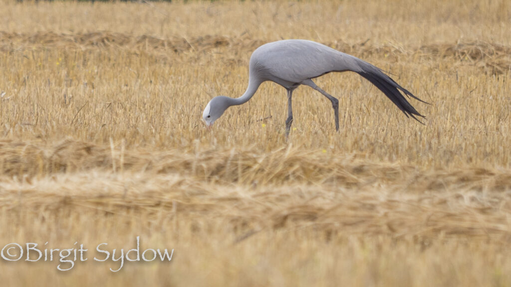 Paradieskranich (Blue Crane)