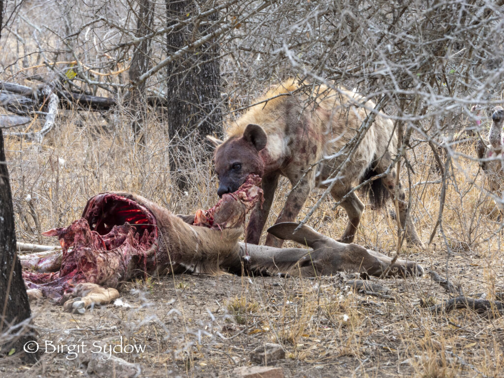 Hyena on the Kill