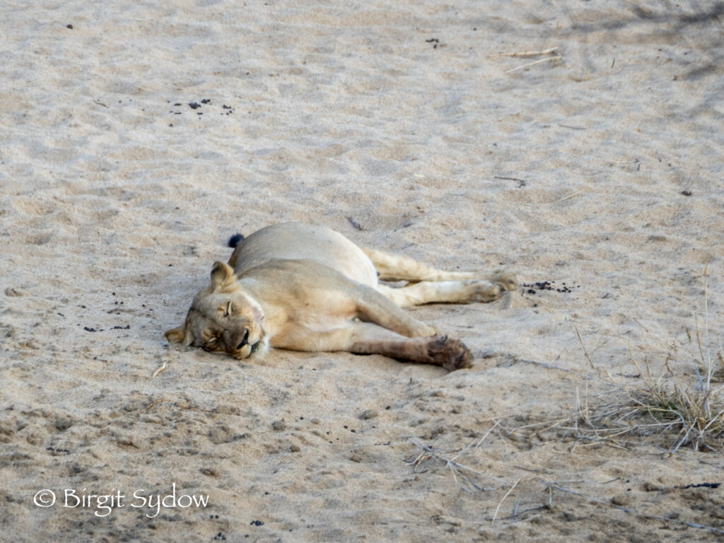 Lioness at the Riverbed