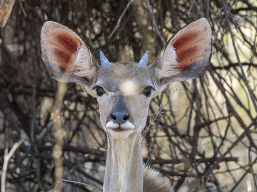 Kudu Calf