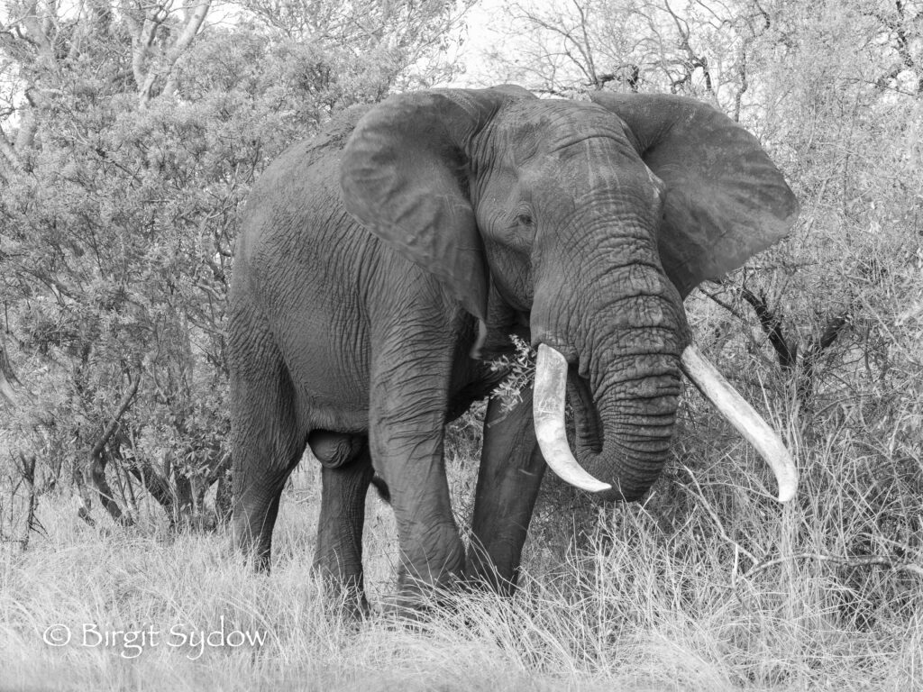 One of my favorite elephant Bull