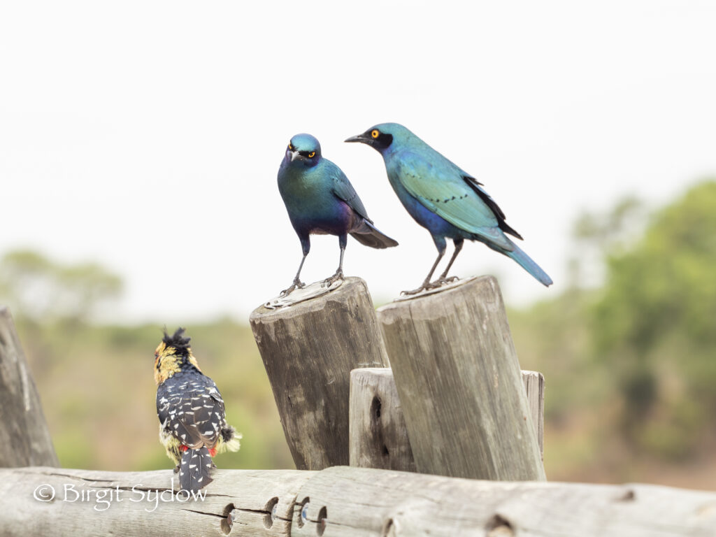 Starlings and a Crested Barbet