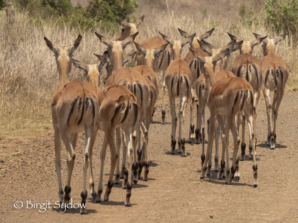 Roush Hour by Family Impala